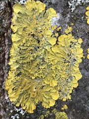 Xanthoria parietina