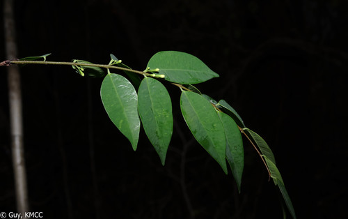 Synaptolepis perrieri image