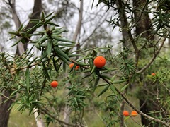 Alyxia ruscifolia ruscifolia