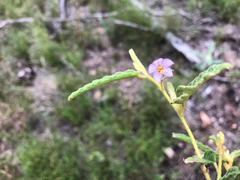 Seringia corollata