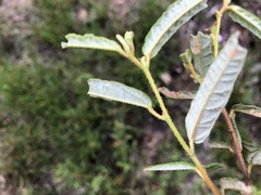 Seringia corollata