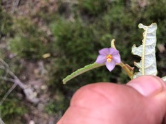 Seringia corollata
