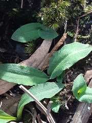 Chiloglottis reflexa