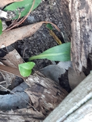 Chiloglottis reflexa