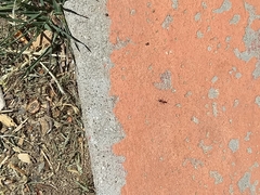 Brachymyrmex patagonicus