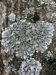 Punctelia borreri