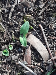 Chiloglottis reflexa