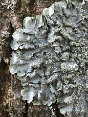 Punctelia borreri