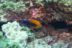 Centropyge potteri