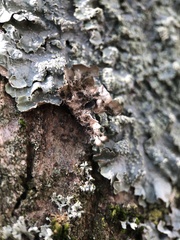 Punctelia borreri