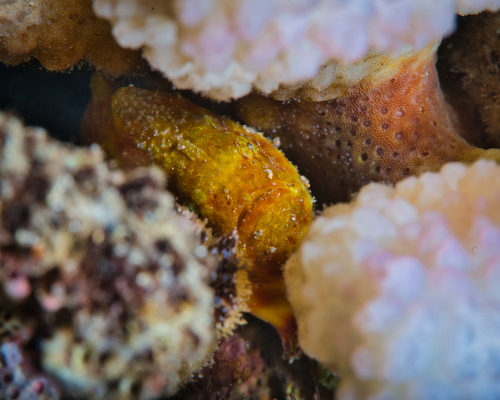 Tuberculated frogfish (Antennatus tuberosus) — Antennariidae — 3