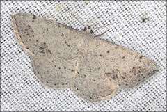 Taxeotis perlinearia