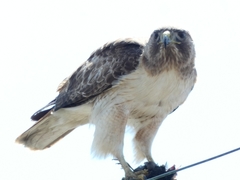 Buteo jamaicensis