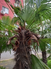 Trachycarpus fortunei