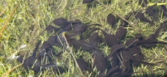 Bufo gargarizans