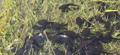 Bufo gargarizans