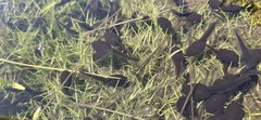 Bufo gargarizans