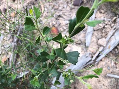 Dodonaea triangularis