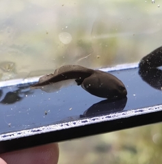 Bufo gargarizans