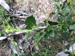 Dodonaea triangularis