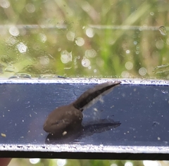 Bufo gargarizans
