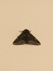 Lycia hirtaria