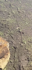 Bufo gargarizans
