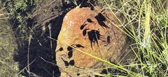 Bufo gargarizans