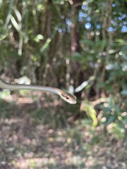 Dendrelaphis calligaster