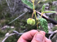 Seringia corollata