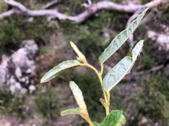 Seringia corollata