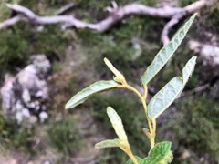 Seringia corollata