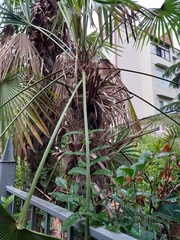 Trachycarpus fortunei