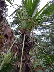 Trachycarpus fortunei