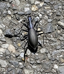 Carabus blaptoides oxuroides