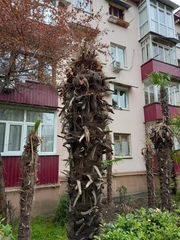 Trachycarpus fortunei