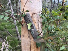 Eucalyptus major