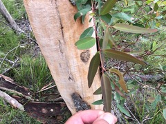 Eucalyptus major