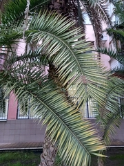 Phoenix canariensis