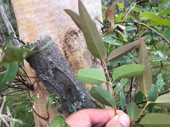 Eucalyptus major