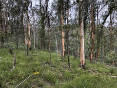 Eucalyptus major