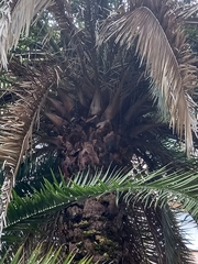 Phoenix canariensis