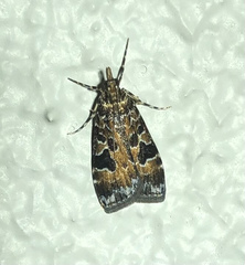 Scoparia ustimacula