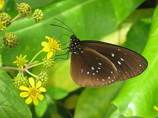 Euploea nechos