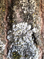 Phaeophyscia orbicularis