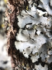 Phaeophyscia orbicularis
