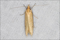 Philobota hypocausta