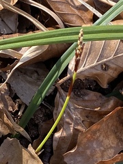 Carex digitata