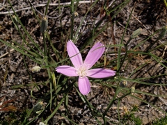 Lygodesmia grandiflora