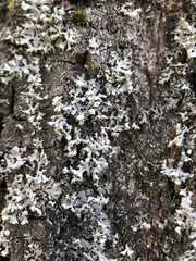 Physcia adscendens
